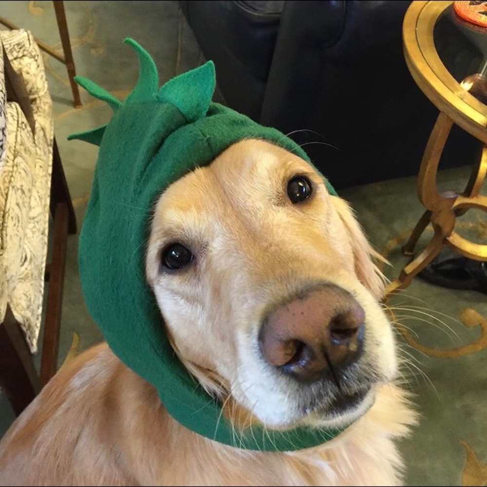 Meet your Posher, Tessa